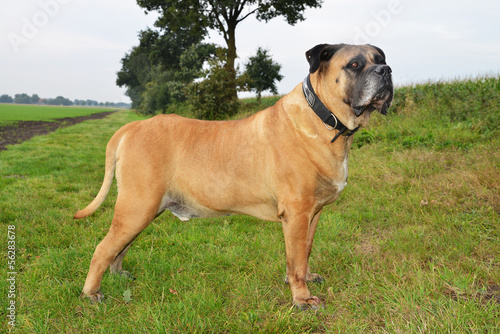 Fototapeta Naklejka Na Ścianę i Meble -  Boerboel