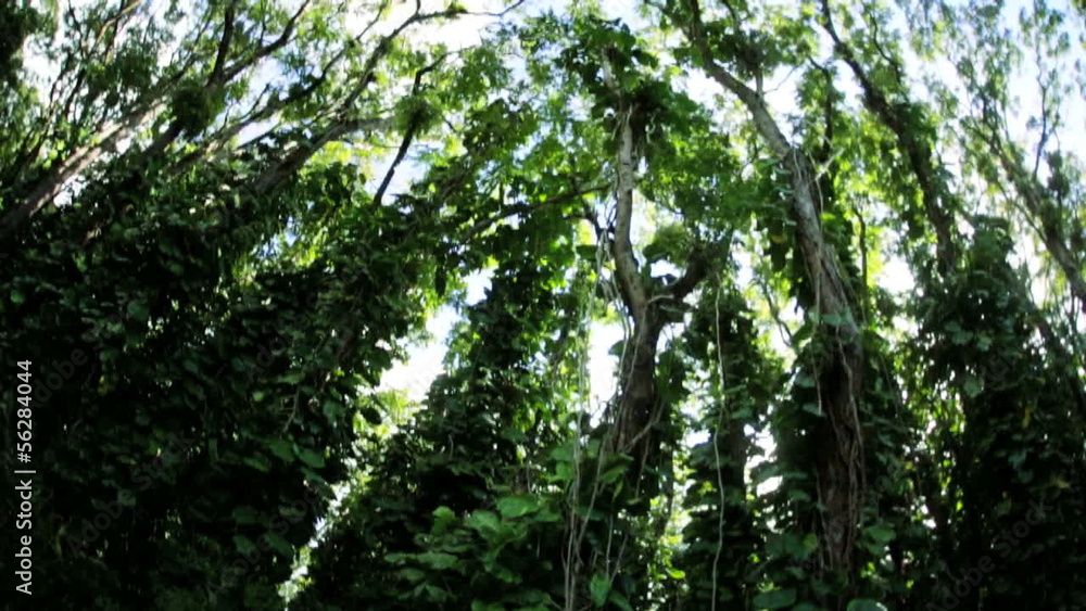 Environmental vertical view of treetops in the lush tropical rainforest, USA Environmental vertical view of treetops in the lush tropical rainforest, USA