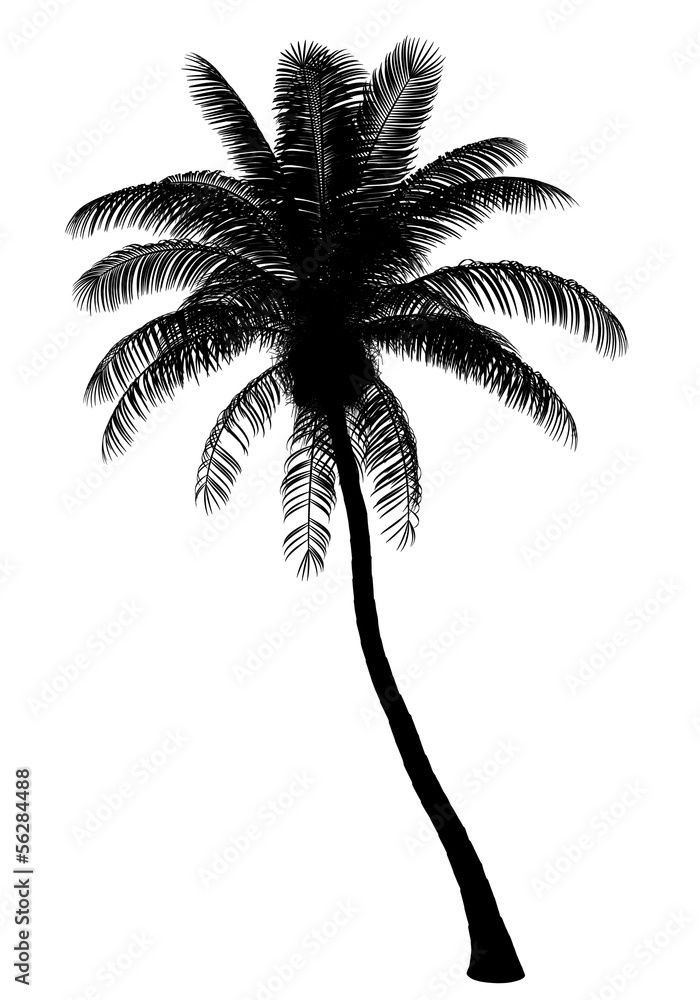 Fototapeta premium silhouette of coconut palm tree isolated on white background