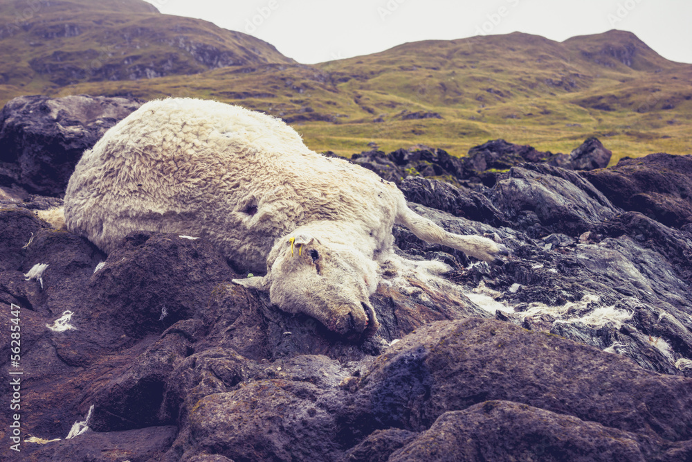Dead and decomposing sheep in mountain landscape Dead and decomposing sheep in mountain landscape