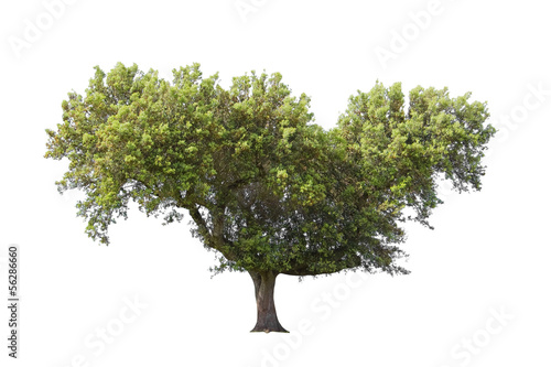 Holm oak isolated on white background photo