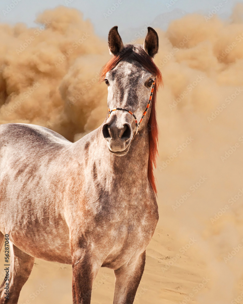 Arabian horse running out of the Desert Storm