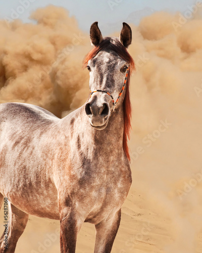 Obraz na płótnie Arabian horse running out of the Desert Storm w salonie