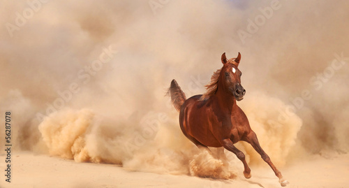 Arabian horse running out of the Desert Storm