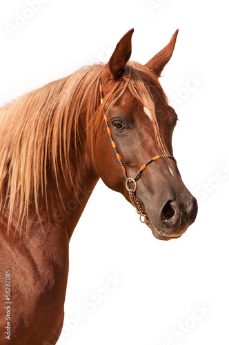 Purebred arabian stallion