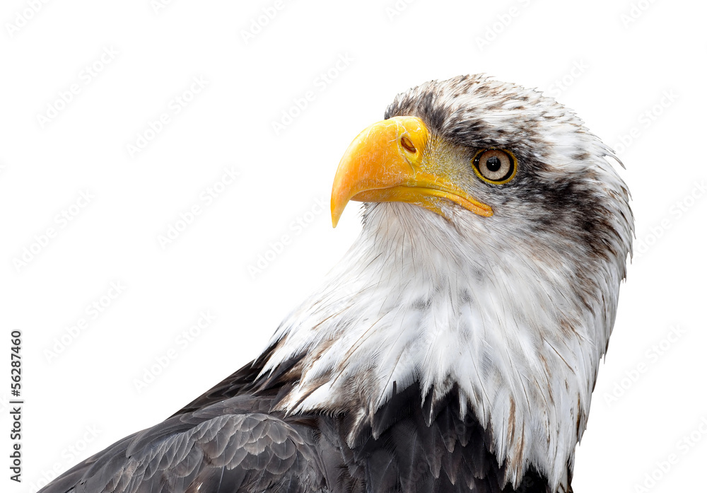 Obraz premium Bald Eagle - Haliaeetus leucocephalus