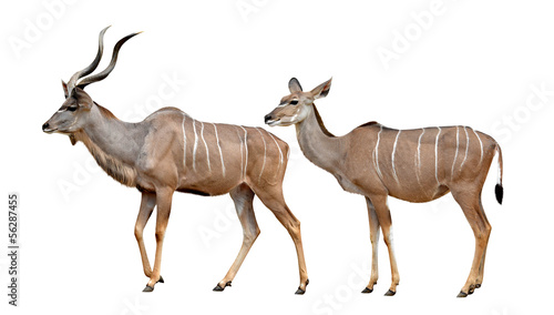 greater kudu isolated on a white background photo