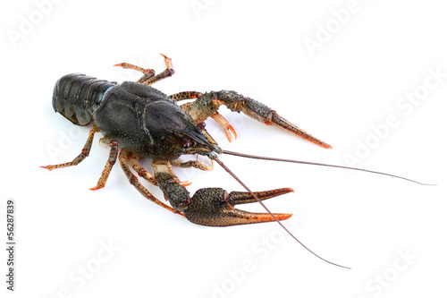 River crayfish isolated on white