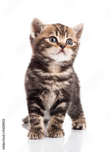 kitten on a white background