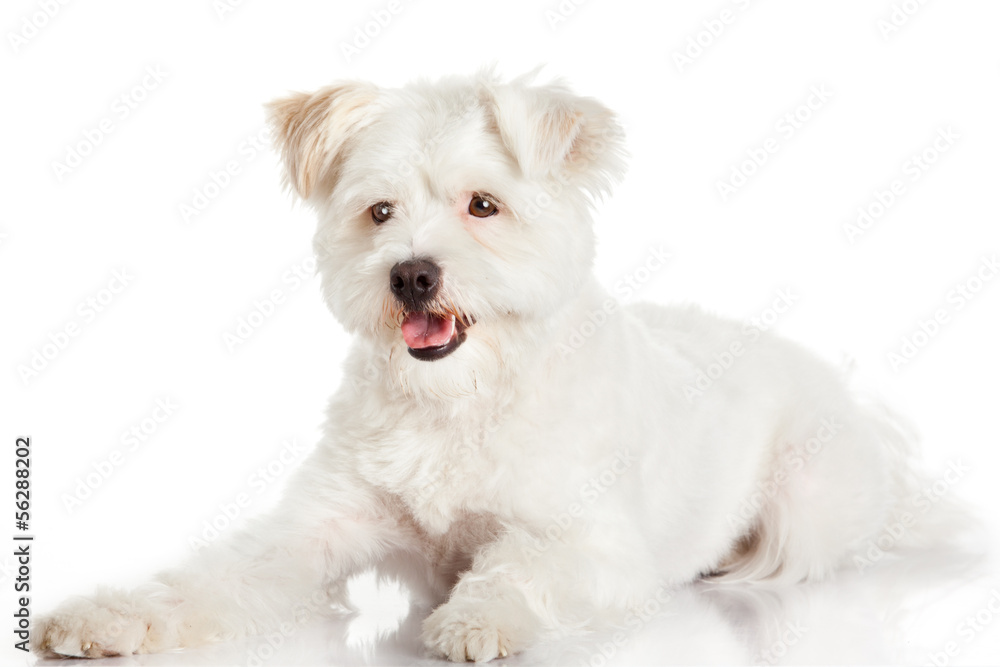 Beautiful Dog isolated on white background Beautiful Dog isolated on white background