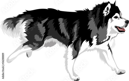 running dog of breed malamute