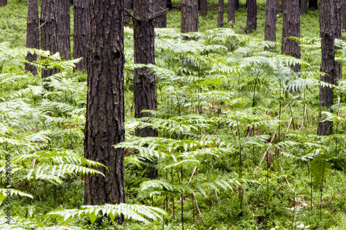 Fototapeta Naklejka Na Ścianę i Meble -  Green ferns and brown tree trunks