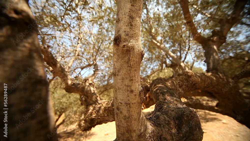 Olivenbäume auf Kreta Olivenbäume auf Kreta