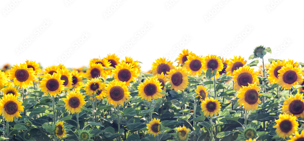 Fototapeta premium sunflower