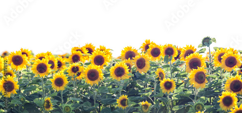 Fototapeta Naklejka Na Ścianę i Meble -  sunflower