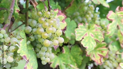 Weintrauben im Weingarten photo