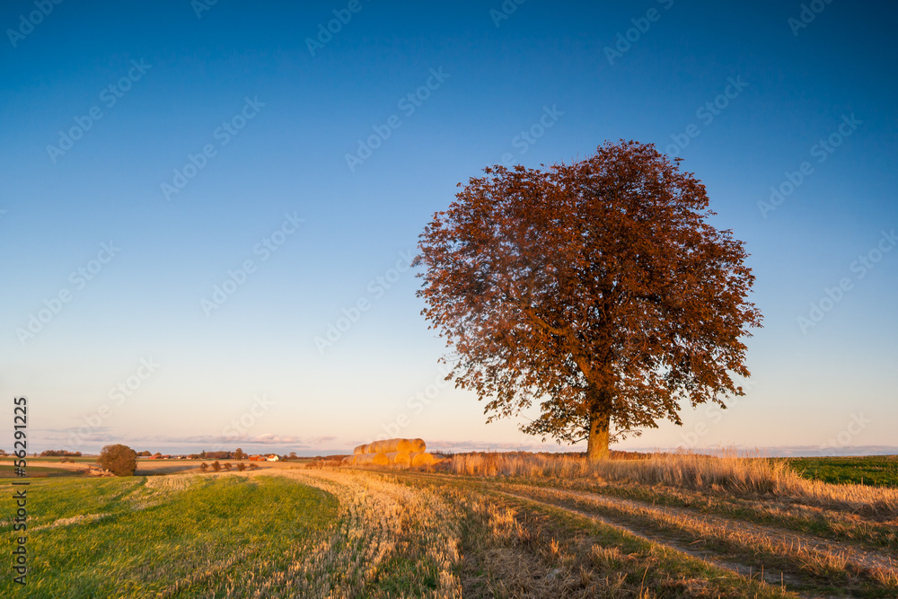 Large tree in the field