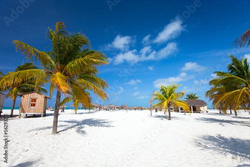 Palm trees at beach © BlueOrange Studio