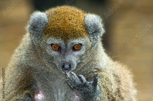 Lac Alaotra gentle lemur (Hapalemur alaotrensis) photo