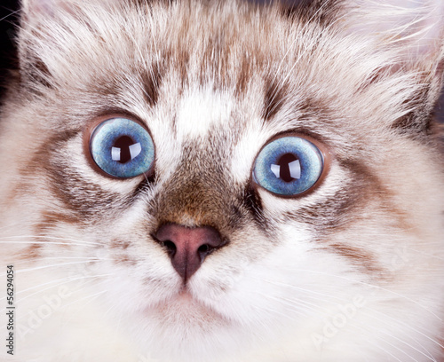Foto young frightened cat