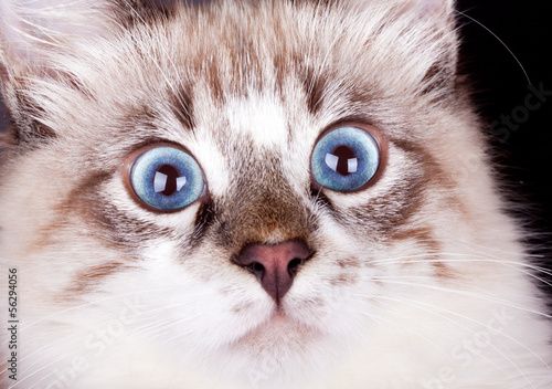 фотографія young frightened cat