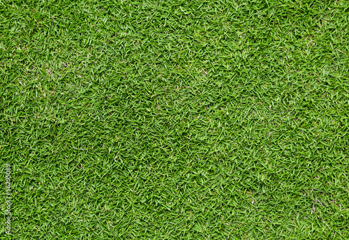green grass photo