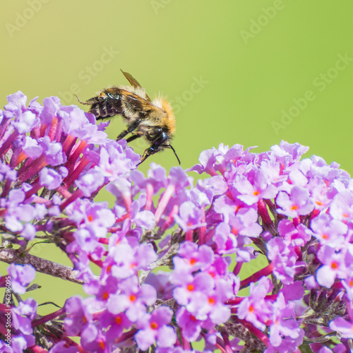 Nectar Collector © bigemrg