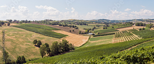 Small valley of vineyards in the region of Modena, Italy