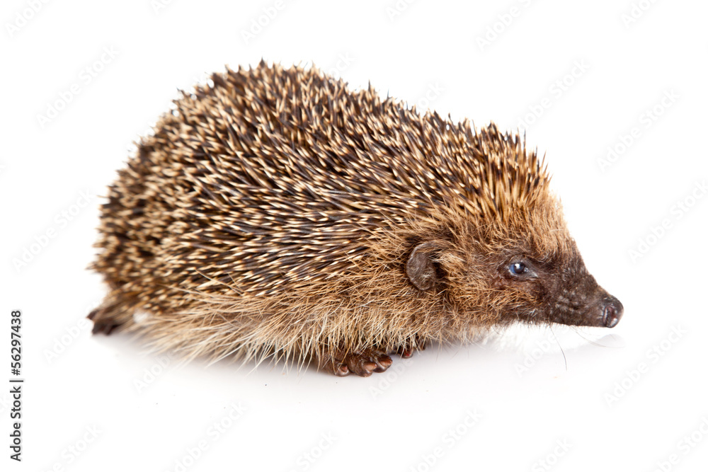 Hedgehog on a white background Hedgehog on a white background