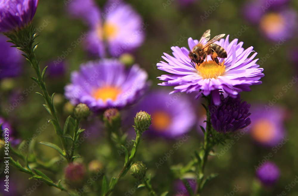 Fototapeta premium Bee on Flower
