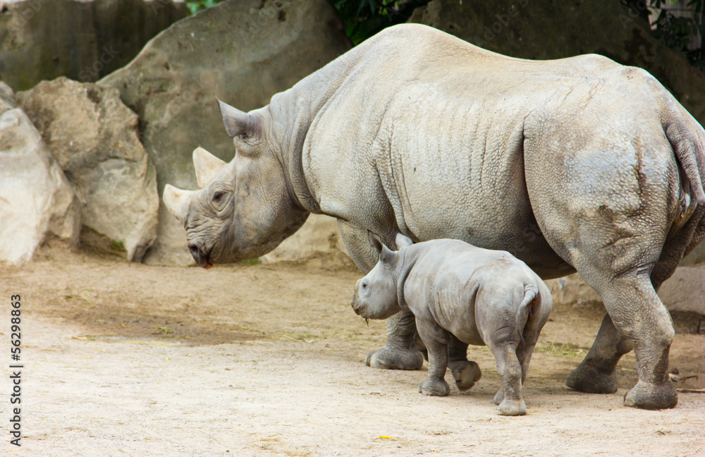 Fototapeta premium rhino rhinoceros animal baby zoo