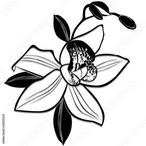 Orchid flowers isolated on white background