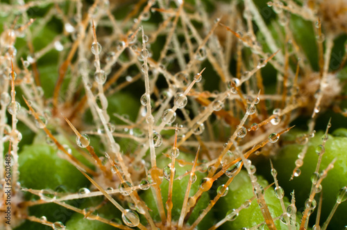 Fragment of a round green cactus with its spikes and water drops