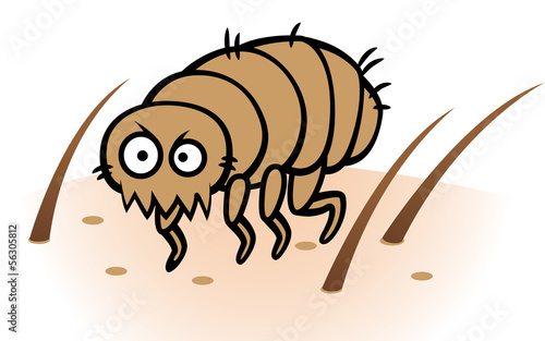 Flea on human or dog skin