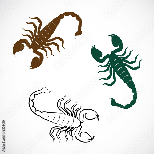Vector image of an scorpion