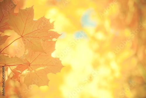 Gelbe Herbstbl  tter  Spitzahorn   bearbeitet 