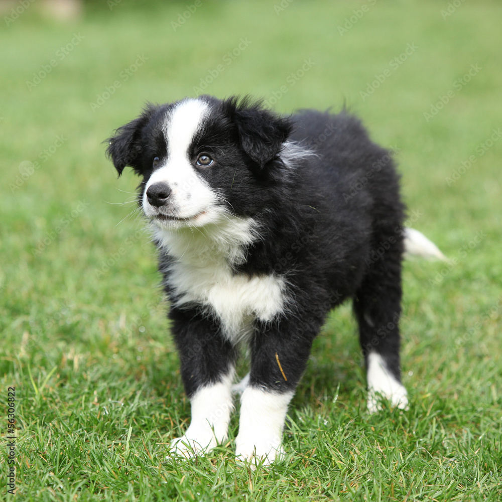 Nice border collie puppy in the garden Nice border collie puppy in the garden