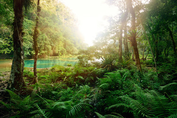 Mysterious Mayan jungle in the national park Semuc Champey Guate