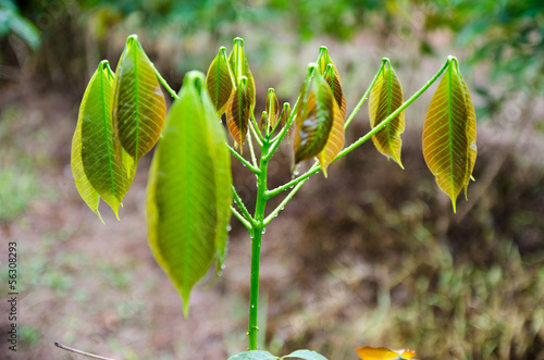 Young rubber tree