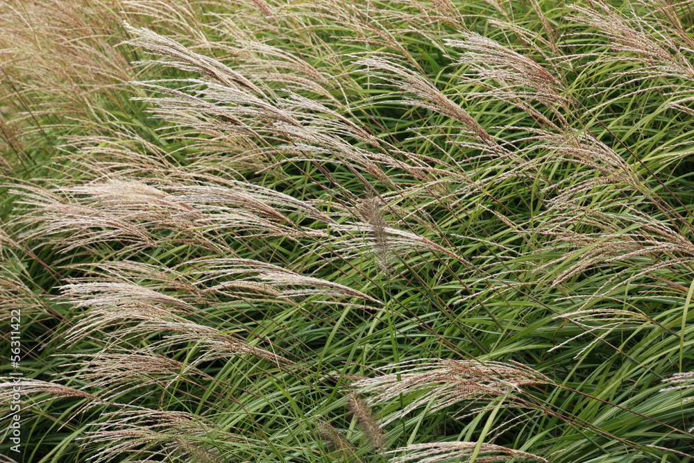 miscanthus couchés par le vent miscanthus couchés par le vent