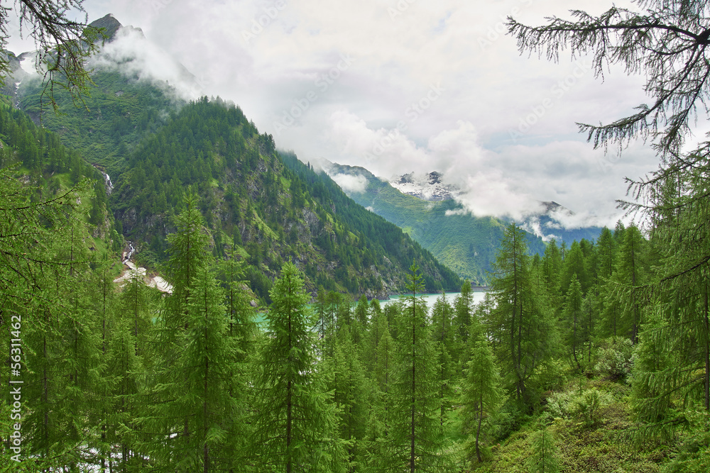 Wald im Valle Antrona in den Alpen