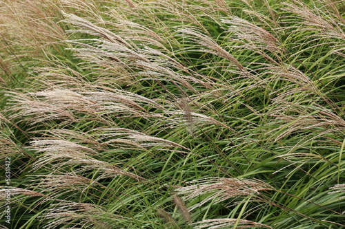 miscanthus couchés par le vent