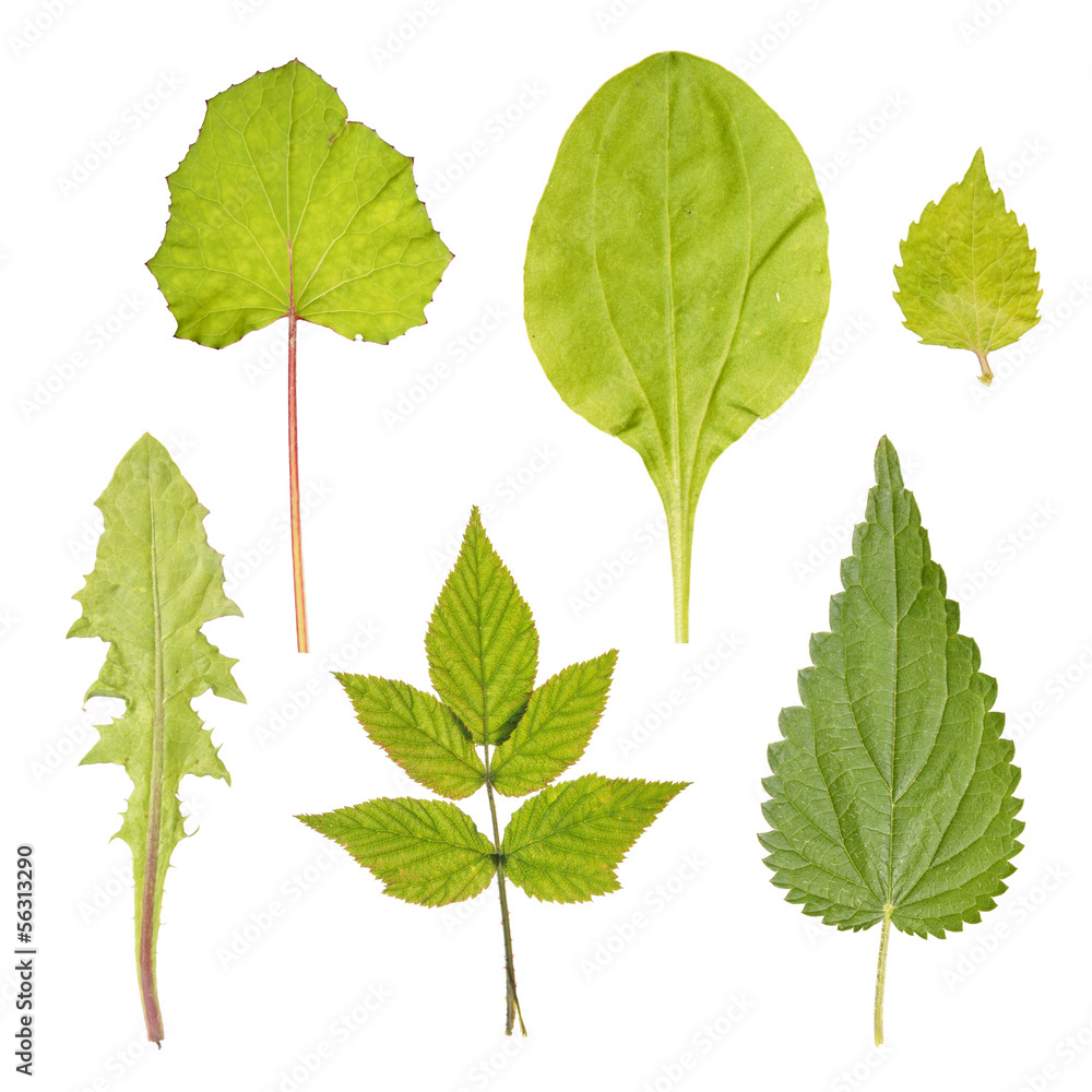 Fototapeta premium Set of leaves of different medicinal plants