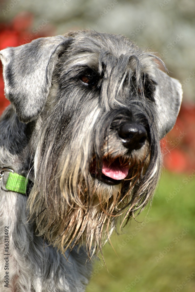 Standard Schnauzer