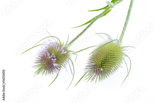 Fotografia (Dipsacus silvestris) Wilde Karde - 2 Blüten liegend auf weiß