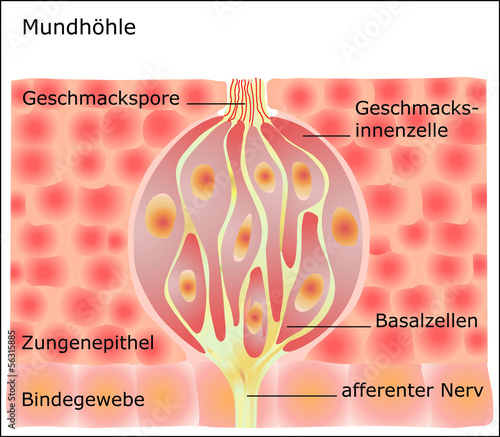 Geschmacksnervenknospen
