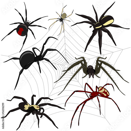 Spiders set