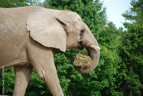 Elephant