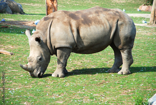Rhino