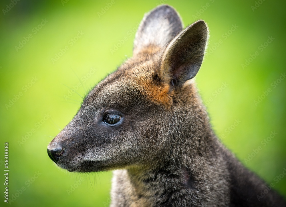 Beautiful agile wallaby